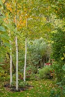 View of secluded part of long, narrow, town garden in autumn with wooden bench and group of three young birch trees underplanted with hellebores.
