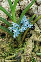 Cleisocentron gokusingii. Tropical epiphytic orchid with ice blue flowers.