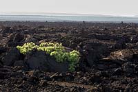 Scalesia affinis - a pioneer species of scalesia, the radiate-headed scalesia on lava flows at Punta Moreno, Isabela.