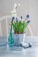 Muscari in a zinc pot with Narcissi in a glass bottle 