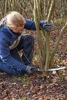 Becky Westover coppicing a Hazel tree to near ground level