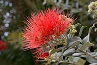 Metrosideros excelsa, 'New Zealand Christmas Tree' - endemic to New Zealand. Magic Tea House Garden, Funchal, Madeira. March.