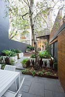 View from garden in inner city courtyard to rear of modern house. Timber stairs, concrete pavers and planters with various shade loving plants seen. Large tree is Betula pendula - Silver birch.
