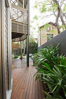 View from timber decking at rear of house in inner city courtyard. Planters containing Rhapis excelsa, Lady palm.
