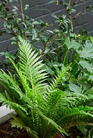 Blechnum gibbum 'Silver Lady' fern and Philodendron 'Xanadu' growing in a raised planter. Camellias at rear
