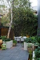 Inner city courtyard with small dining area and  fence covered with Phylostachys nigra, black bamboo, in foreground concrete planters  seen. Planters contain Betula pendula Silver birch tree with Renga lily, Blechnum fern and Philodendron 'Xanadu'. 