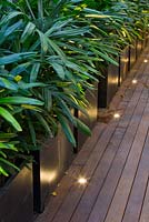 Timber deck with deck lights and potted Rhapis excelsa, Lady palms