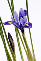 Iris recticulata, February, Suffolk
