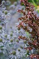 Atriplex hortensis 'Rubra' with Eryngium