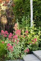 Red Valerian - Centranthus ruber, Miscanthus, Stipa gigantea and Echinops with contrasting white trunks of Birch