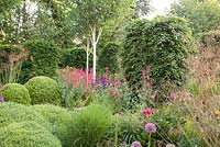 Mature beech - Fagus sylvatica columns with Clipped Buxus amongst Red Valerian - Centranthus ruber, Stipa gigantea, Miscanthus and Birch