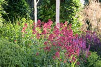 Red Valerian - Centranthus ruber, Stipa gigantea, Alchemilla mollis, Euphorbia, Salvia Caradonna and Betula - Silver Birch trunks 