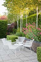 Patio area with white seating, clipped Buxus hedges, Red Valerian and Silver Birch - Betula utilis var jacquemontii Doorenbos