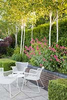 Patio area with white seating clipped Buxus hedges, Red Valerian and Silver Birch - Betula utilis var jacquemontii Doorenbos