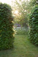 Walkway through gap in Beech hedge - Fagus sylvatica through to wild area of garden with Ox eye daisies and seat