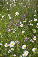 Lychnis flos-cuculi Ragged Robin Yellow Rattle Red Campion and ox-eye daisies amongst wildflower planting 