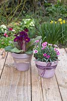 Transformed terracotta pots planted with Primula and Dianthus 'Pink Kisses'