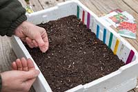 Sowing Tomato seeds into a recycled Polystyrene container