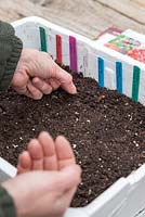Sowing Tomato seeds into a recycled Polystyrene container