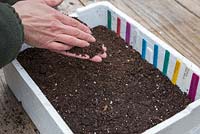 Covering freshly sown Tomato seeds with a thin layer of compost