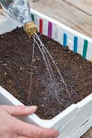 Using a recycled bottle to water freshly sown Tomato seeds in a Polystyrene container