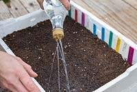 Using a recycled bottle to water freshly sown Tomato seeds in a Polystyrene container