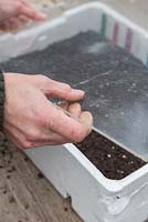 Covering freshly sown Tomato seeds with a sheet of recycled plastic to retain heat and promote growth