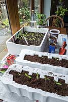 A variety of recycled containers with healthy Tomato seedlings growing in them