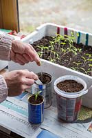 Pricking out Tomato 'Cerise' seedlings into recycled containers