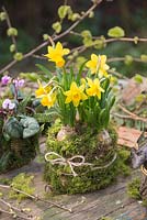 Narcissus bulbs planted in an organic mixture of soil and moss