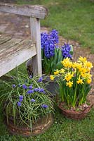 Assorted metal and wicker container display featuring Narcissus, Muscari and Hyacinth