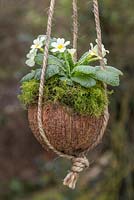 Cream Primula planted in a coconut shell with a layer of moss