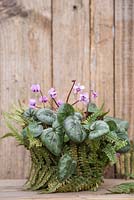 A potted Cyclamen coum wrapped with Fern fronds