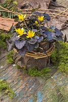 Ranunculus ficaria 'Brazen Hussy' planted in an organic container of Moss, wrapped in Willow and Bark