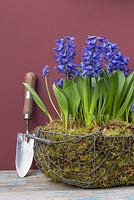 Hyacinths underplanted with Muscari in a wire basket with a moss lining