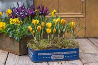 Vintage containers planted with Crocus chrysanthus var. fuscotinctus and Iris reticulata 'Pauline'