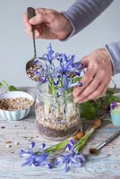 Planting Iris reticulata 'Clairette' in a kilner jar, with layers of sand, compost and gravel