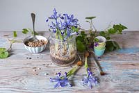 Iris reticulata 'Clairette' planted in a kilner jar, with layers of sand, compost and gravel