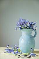 Iris reticulata 'Clairette' in a blue jug