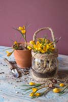 Crocus chrysanthus var. fuscotinctus planted in a hanging glass jar, with layers of sand, compost and gravel