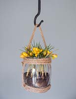 Crocus chrysanthus var. fuscotinctus planted in a hanging glass jar, with layers of sand, compost and gravel