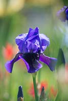 Iris 'Benton Nigel'. National Collection of Sir Cedric Morris irises