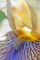 Iris 'Benton Olive'. National Collection of Sir Cedric Morris irises