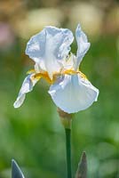 Iris 'Benton Pearl'. National Collection of Sir Cedric Morris irises