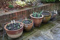 Tulips planted in pots, early spring, protected against squirrels, rabbits and cats
