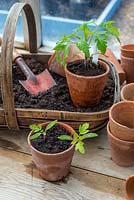 Tomato - Solanum lycopersicum, varieties 'Rio Grande' and 'Gardeners delight' potting on seedlings into terracotta pots.