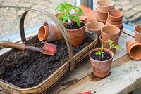 Tomato - Solanum lycopersicum, varieties 'Rio Grande' and 'Gardeners delight' potting on seedlings into terracotta pots.