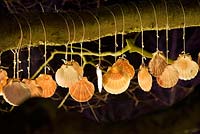 Cambo, Fife, Scotland. Snowdrops by Starlight Festival: Will Menter's 'Branch Lines' sound sculptures featuring scallop shells