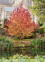 Liquidambar with Wells Cathedral behind and the well pool in front from which the town takes its name.