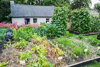 Raised beds between the house and the tea room are used to grow a range of vegetable and salad crops including cabbages, potatoes, courgettes and runner beans with an ornamental border of pink Diascia personata behind. The Bay Garden, Camolin, Co Wexford, Ireland